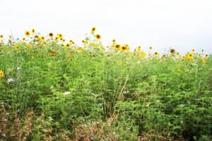 Des insectes pour contr�ler l'ambroisie