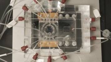 Analyzing food quality with an artificial intestine