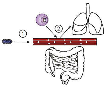 Une infection virale (p.ex. la grippe) cr�� un mur pour les cellules immunitaire