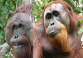 Monopol der Orang-Utan-M�nnchen