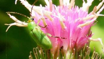 Wo in Europa werden sich Schadinsekten als n�chstes ansiedeln?