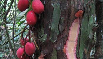 Tropenw�lder bergen komplexere Vielfalt als es scheint