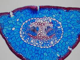 B�ume nutzen Wasser effizienter