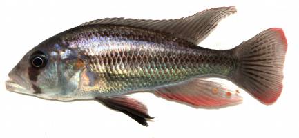 Der Konkurrent ist gef�hrlicher als der Fressfeind