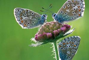 Der Rückgang der biologischen Vielfalt hält an