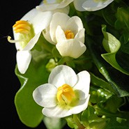 Exacum affine: une end�mique de l&rsquo;�le de Socotra (au Sud du Yemen). L&rsqu