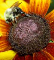 Neonikotinoide: vorbeugender Einsatz von Pflanzenschutzmitteln gef�hrdet Bienen und andere n�tzliche Insekten