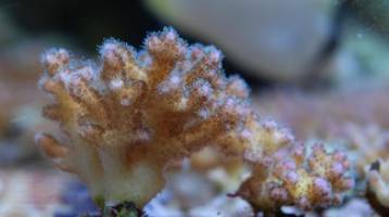 Paying rent with sugar and fat