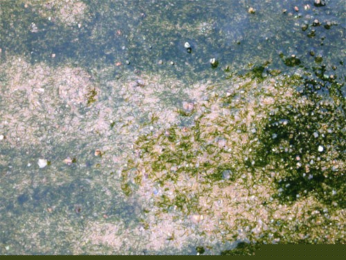 Symsagittifera roscoffensis vor der bretonischen K�ste bei Roscoff.