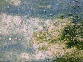 Regenerationswunder im Tierreich