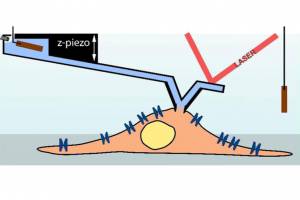 Spannungspr�fer f�r schlagende Herzzellen