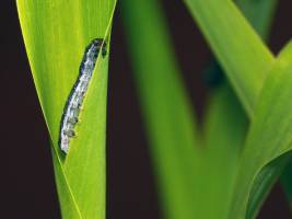 Warnsignal der Maispflanzen entschl�sselt