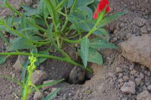 Jasmonatarmer Tabak ist f�r S�ugetiere ein gefundenes Fressen