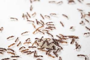 Qui fait quoi dans une soci�t� de fourmis