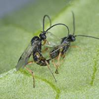 Strat�gie gagnant-gagnant entre gu�pes et plantes