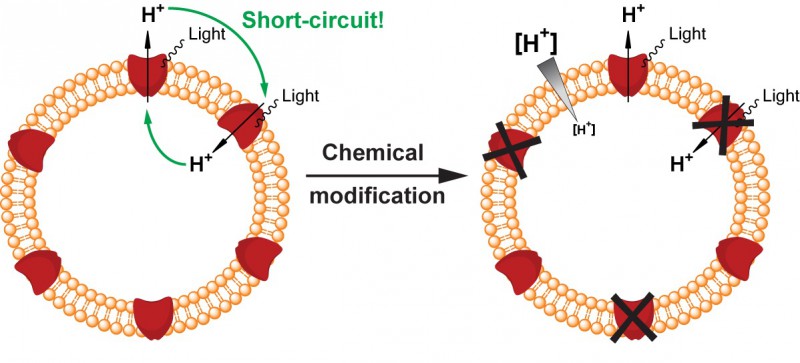 Nanocontainer consisting of lipid (in orange) and the engineered version of prot