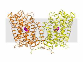 Wie pathogene Darmbakterien die Magens�ure �berleben