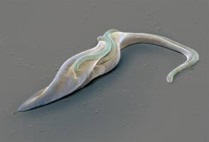 An unusual delivery service