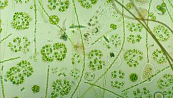 Arzneimittel im Wasser schr�nken die Planktonvielfalt ein