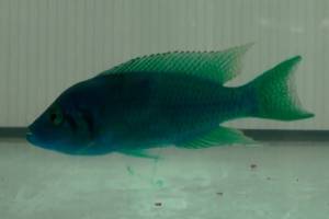 Buntbarsche kommunizieren Aggressivit�t mittels Urin