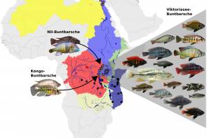 Kreuzung zweier Arten liess Artbildung explodieren