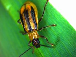 Maize pest exploits plant defense compounds to protect itself