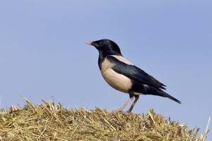 Afflux d'un oiseau rare