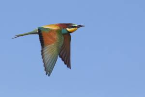 D�couverte majeure pour la recherche sur les oiseaux migrateurs