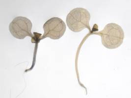 Des plantes qui jouent avec leur croissance pour une place au soleil