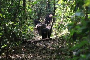 «Hoo», quand les chimpanzés parlent à voix basse