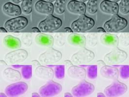 La levure, fin stratège de la fécondation