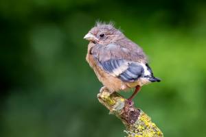 Ne d�placez pas les oisillons � terre !