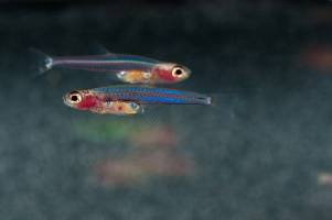 Paedocypris - Miniaturisierte Fische mit winzigen Genomen