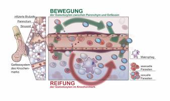 R�tsel um Malaria-Parasit gel�st