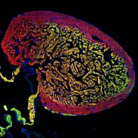 Zebrafische k�nnen ihr Herz flexibel reparieren