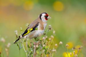 Gazouillis d'oiseaux autour de la maison