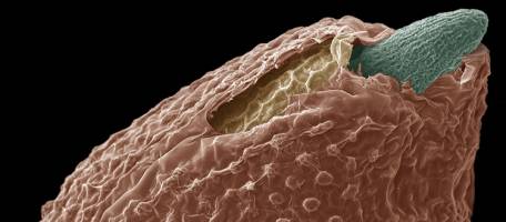 Seeds inherit memories from their mother