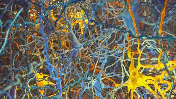 Un ancien probl�me de neuroscience r�solu