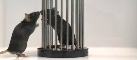 When social interaction helps you choose your food