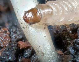 A new approach to improve biological control agents of agricultural pests