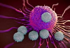 A new therapeutic target turns the immune system against lymphoma