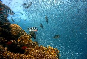 A new tool for identifying climate-adaptive coral reefs