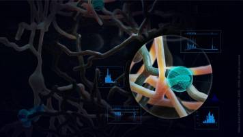 A step closer to mapping the rodent brain