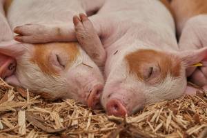 Deadly bacterial infection in pigs deciphered
