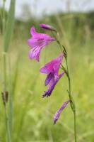 Gef�hrdete Pflanzenarten in der Schweiz stark im R�ckgang