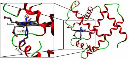 Identification des �v�nements mol�culaires initiaux de la respiration