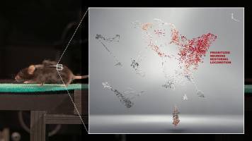 Identifier les neurones qui permettent de remarcher