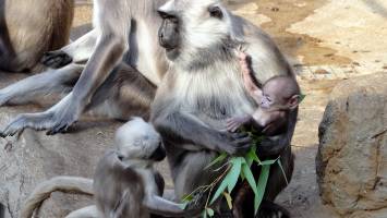 Kluge K�pfe entwickeln geschickte H�nde