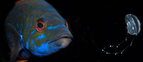 L'hypoth�se expliquant la biodiversit� remise en cause