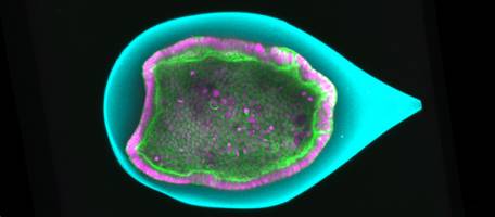 Les embryons prennent forme en flambant